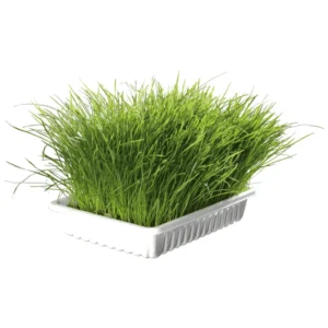 Trixie Mačija trava, posuda 100 g - mačija trava u posudi, 100 g