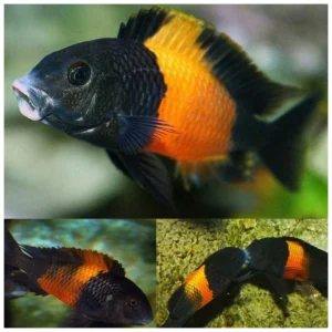 Tropheus bemba - tanganjika ciklid