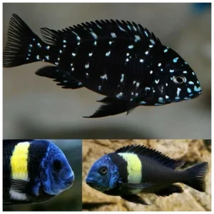 Tropheus duboisi - tanganjika ciklid