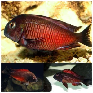 Tropheus red moliro - tanganjika ciklid