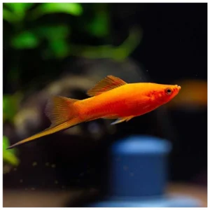 Xiphophorus helleri var. - Ksifo tuxedo
