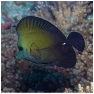 Zebrasoma Scopas L - morska ribica tang