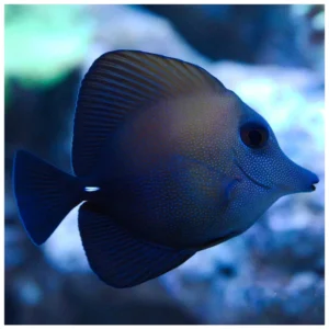 Zebrasoma Scopas M - morska ribica tang