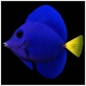 Zebrasoma Xanthurum - ljubičasti tang