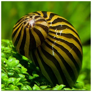 Zebrasta nerita - puž za kontrolu algi u akvarijumu