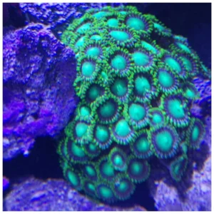 Zoanthus Ultra Green - Meki koral