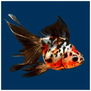 Carassius auratus - Japanka calico
