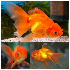 Carassius auratus - Japanka oranda
